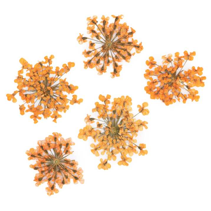 Ozdoba do paznokci suszone kwiatki MollyLac Orange 5szt