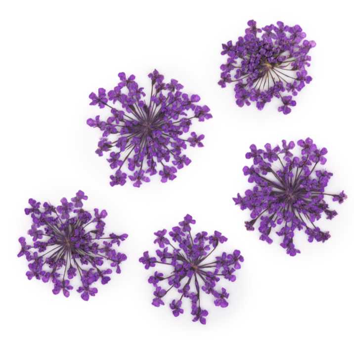 Ozdoba do paznokci suszone kwiatki MollyLac Purple 5szt